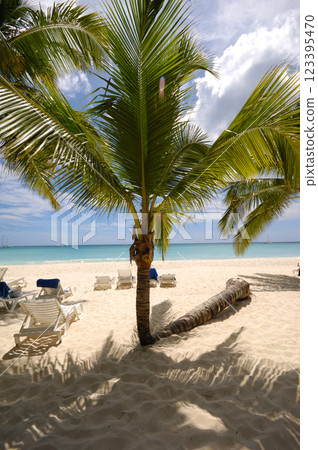 Exotic beach. The Dominican Republic, Saona Island 123395470