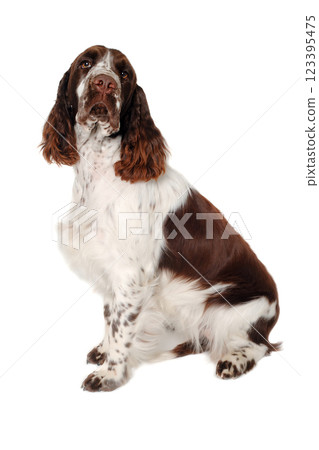Sad English Springer Spaniel dog taken on at clean white background Sad English Springer Spaniel dog taken on at clean white background 123395475