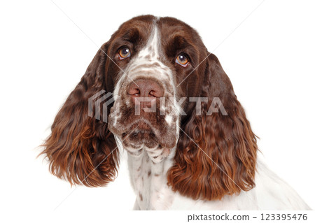 Sad English Springer Spaniel dog taken on at clean white background Sad English Springer Spaniel dog taken on at clean white background 123395476