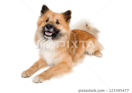 Happy Eurasier dog Happy Eurasier dog 123395477