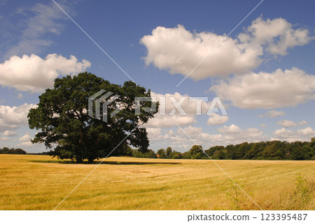 Tree, cornfield and clouds 123395487