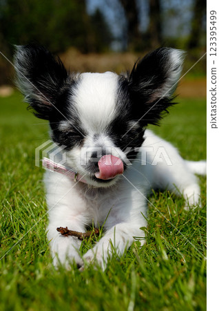 Chihuahua dog on green grass 123395499