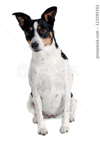 Happy Rat terrier puppy dog is sitting on a white background Happy Rat terrier puppy dog is sitting on a white background 123395502