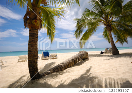 Palms on an exotic beach Saona Island Palms on an exotic beach Saona Island 123395507