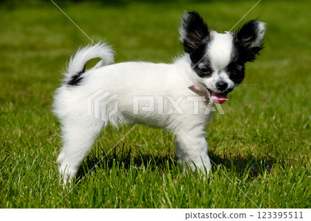 Chihuahua dog on green grass 123395511
