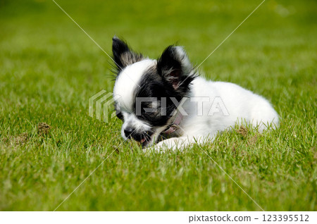 Chihuahua dog on green grass Chihuahua dog on green grass 123395512