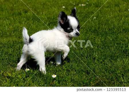 Chihuahua dog on green grass Chihuahua dog on green grass 123395513