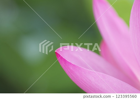 Lotus flower close-up, macro 123395560