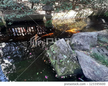 Swimming carp, carp, red fish, pond 123395600