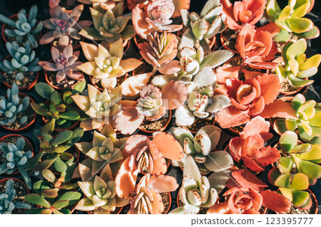 Full of colorful succulents Full of colorful succulents 123395777