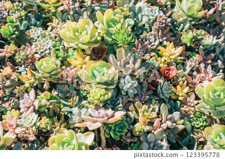 Full of colorful succulents Full of colorful succulents 123395778