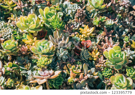 Full of colorful succulents 123395779