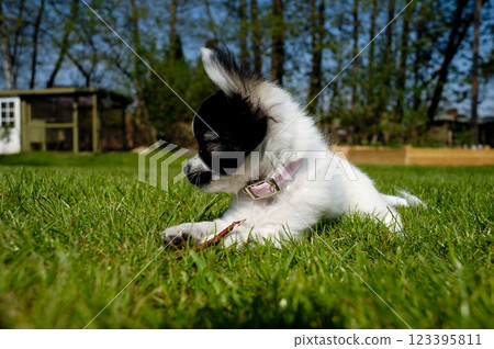 Chihuahua dog on green grass 123395811