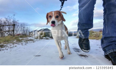 A dog on a walk smells the snow. Dog on a stroll on a snowy path. The concept of friendship between a dog and its master 123395845