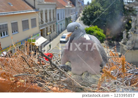 A dove warms the young pigeons. A couple of pigeons have built a nest on the windowsill. Pigeon life in the town A dove warms the young pigeons. A couple of pigeons have built a nest on the windowsill. Pigeon life in the town 123395857