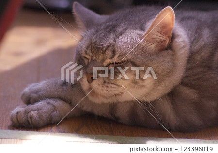 American shorthair blue tabby cat sleeping comfortably in the sunshine American shorthair blue tabby cat sleeping comfortably in the sunshine 123396019