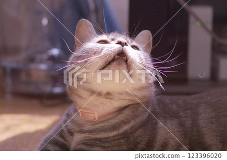American shorthair blue tabby cat relaxing with eyes looking up American shorthair blue tabby cat relaxing with eyes looking up 123396020