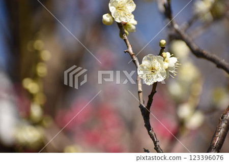 Early spring white plum 123396076