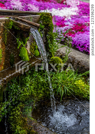 岐阜縣上市：五月盛開的石竹和水車 123396299