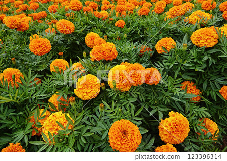 Marigold clusters highlight cultural festivity, festivity binding communities in bright seasonal spirit, festivity weaving floral traditions into heartfelt celebration of nature's bounty Marigold clusters highlight cultural festivity, festivity binding communities in bright seasonal spirit, festivity weaving floral traditions into heartfelt celebration of nature's bounty 123396314
