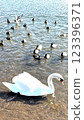 Water surface with swans 123396371