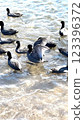 Water surface with lots of ducks 123396372