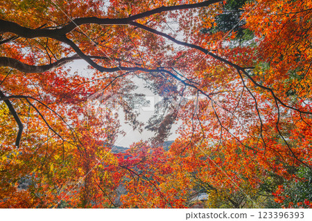 田原市滝頭公園的紅葉美景（愛知縣） 123396393