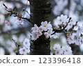 Beautiful Japanese Somei-Yoshino Cherry Blossoms 123396418