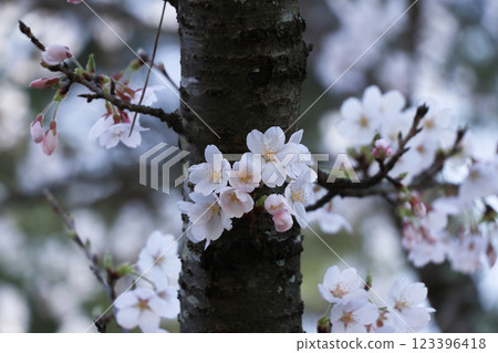 Beautiful Japanese Somei-Yoshino Cherry Blossoms 123396418
