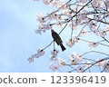 Bulbul perching on a cherry tree in full bloom 123396419