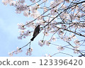 Bulbul perching on a cherry tree in full bloom 123396420
