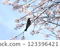 Bulbul perching on a cherry tree in full bloom 123396421