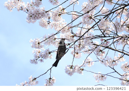 Bulbul perching on a cherry tree in full bloom 123396421