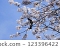 Bulbul perching on a cherry tree in full bloom 123396422