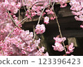 Yao Kurenai branch cherry blossoms 123396423