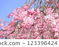 Double-flowered weeping cherry blossoms in full bloom against the blue sky 123396424