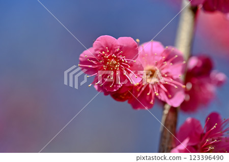 A flower of red plum blossoming spring A flower of red plum blossoming spring 123396490