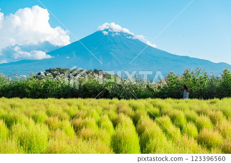 Mount Fuji and Kochia as seen from Oishi Park 123396560