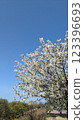 Cherry blossoms in full bloom shining in the blue sky 123396693