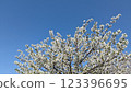 Cherry blossoms in full bloom shining in the blue sky 123396695