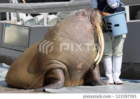 Walrus's show 123397391