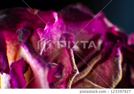 Dried single pink rose macro shot. Abstract nature background 123397927