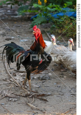 The fighting chicken in garden nature farm 123397978