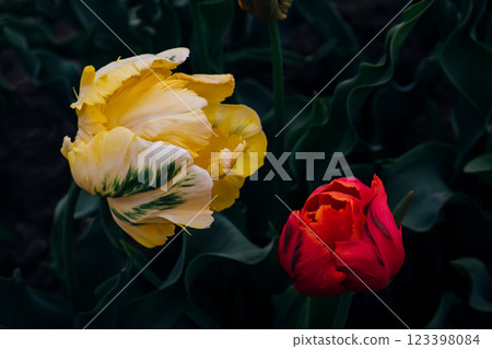 Beautiful tulips. 123398084