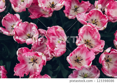 Blooming tulips. Blooming tulips. 123398086