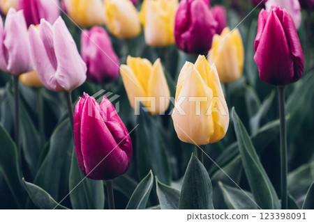 Tulip flowers. 123398091
