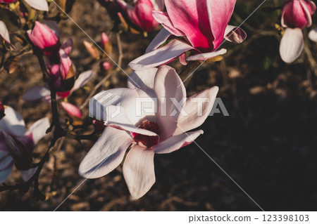 Magnolia flowers in bloom. 123398103
