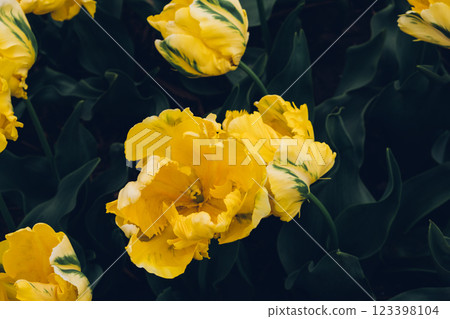 Yellow tulips. 123398104