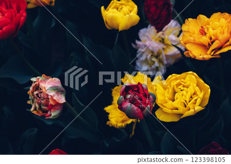 Tulips in bloom. 123398105