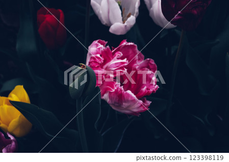 Beautiful tulips. 123398119